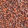 Cocoa/ Cacao/ Chocolate bean from South Africa is the best
