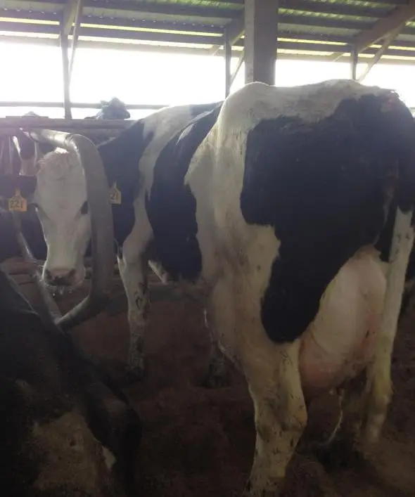 Фелуцен соль с минералами для крс. Кормовая добавка аль карал. Солевой лизунец универсальный фелуцен, 3кг. Продажа быков владимирская область заречное с фото. Крс 5.