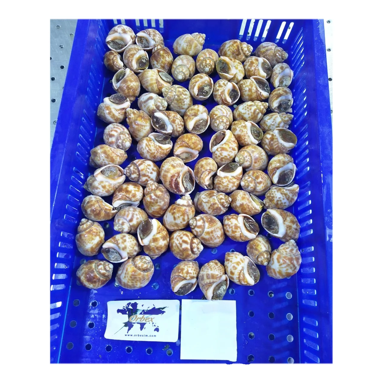 
100% Live Frozen Top Shells (Baigai) 