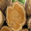 Pachy wood logs :Timber, Round Logs, Azobe, Bilinga, Pachyloba, Padouk, Sapell, Ayos