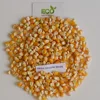 White / Yellow Maize from India