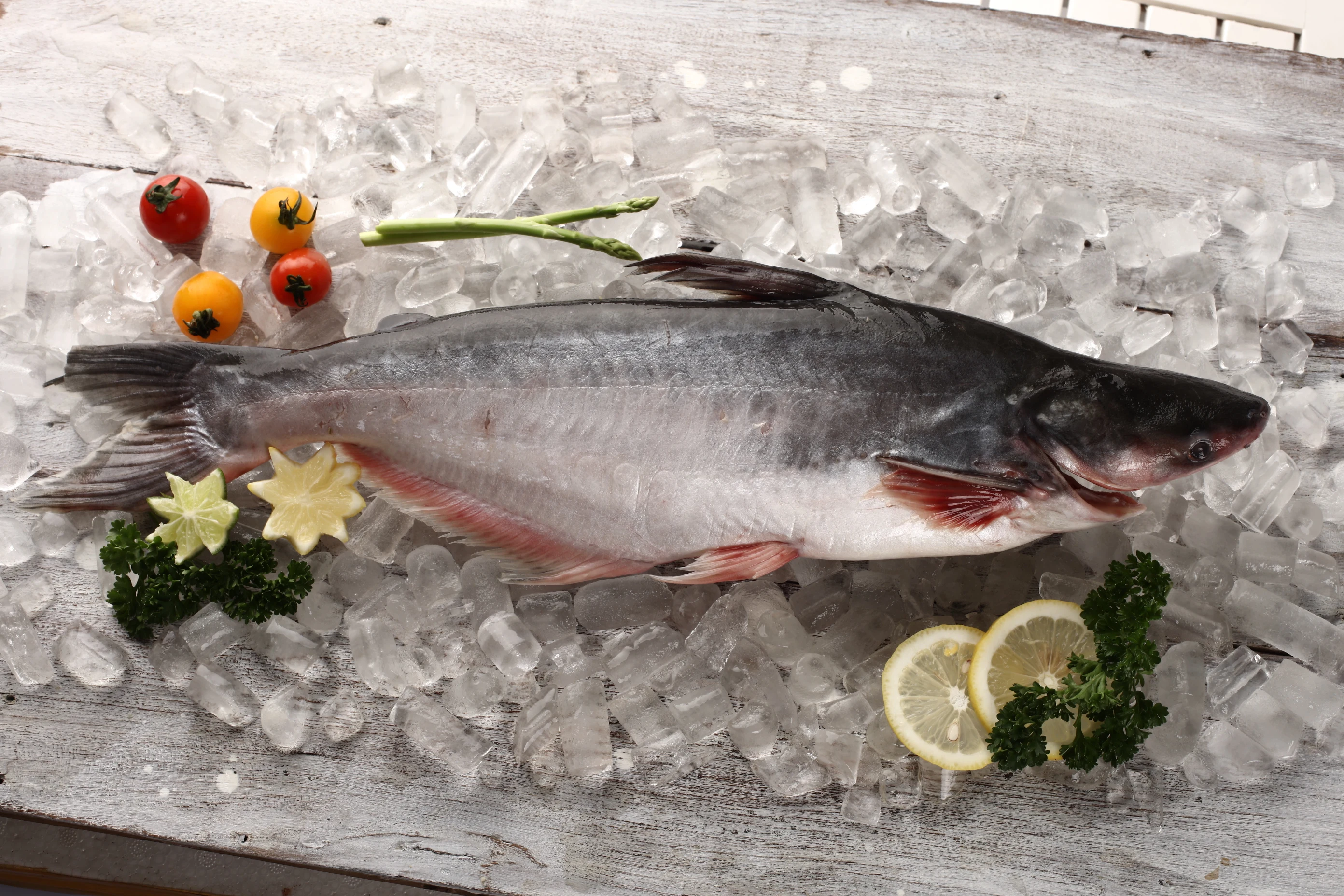 frozen whole round pangasius/ frozen basa fish