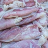 Whole Frozen Squid, illex Squid, Squid Loligo Good Price