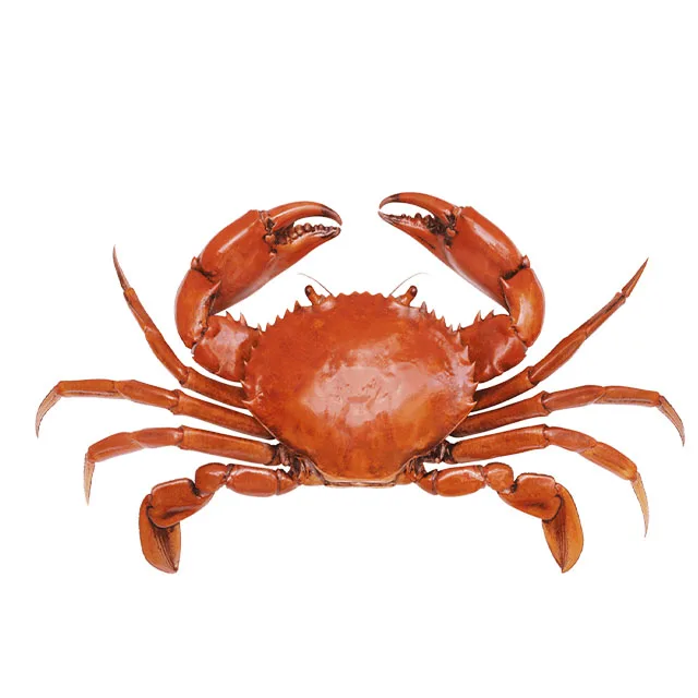 high quality dried crab shell for food stuff case for decoration