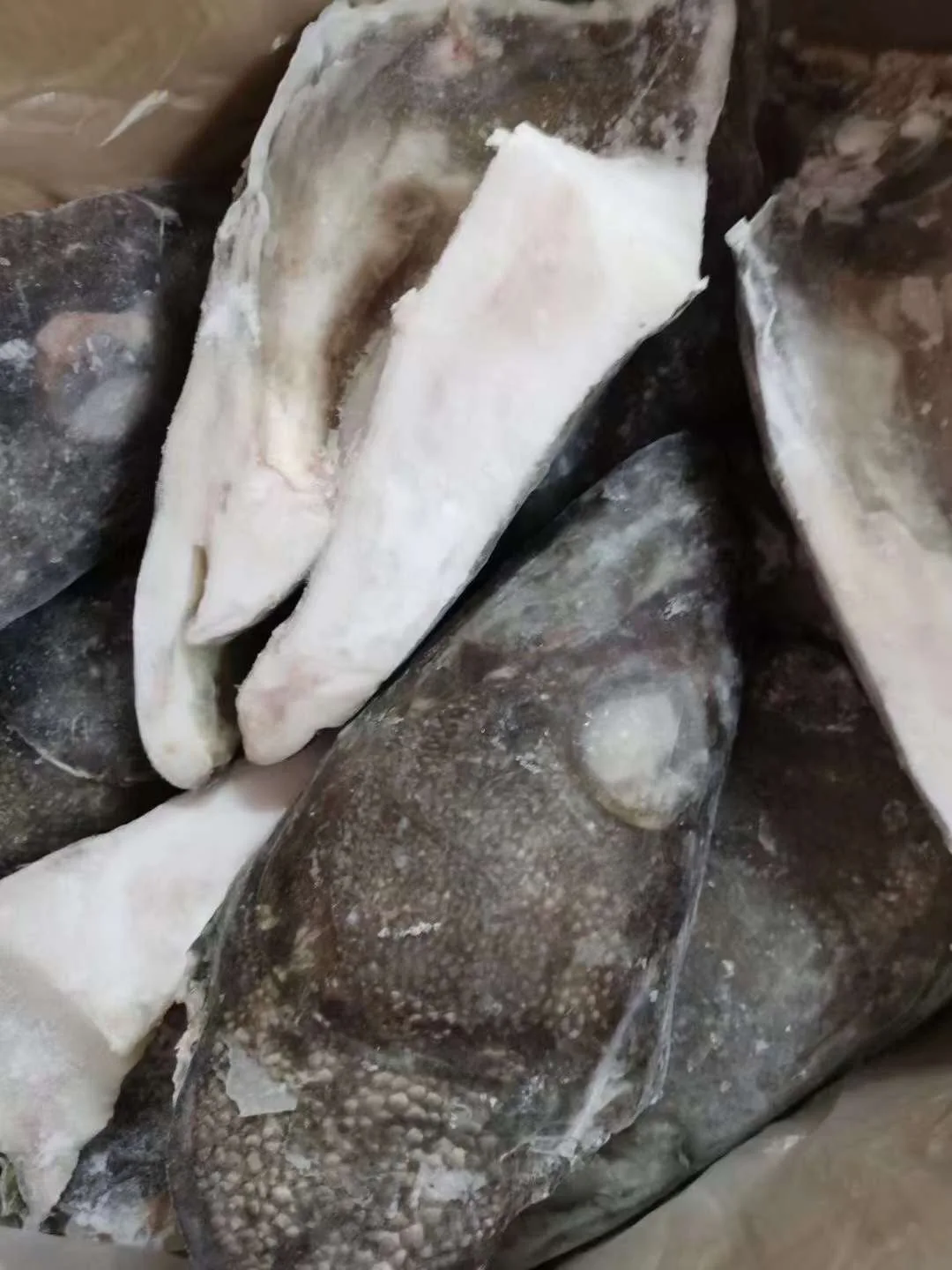 Fresh Frozen Fish Head Made In India Superior Quality Product Buy Buy