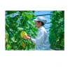 Fresh Yellow Melon From Vietnam (Lasuco) 1-1,4 kg/fruit