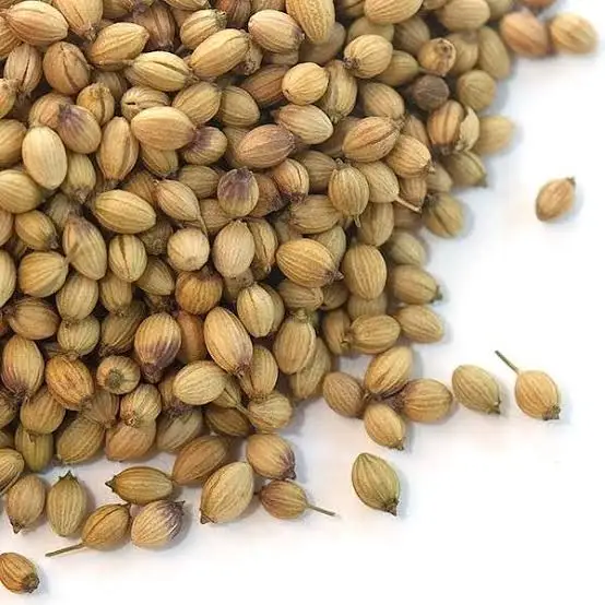 coriander seed coriander high quality best quality coriander
