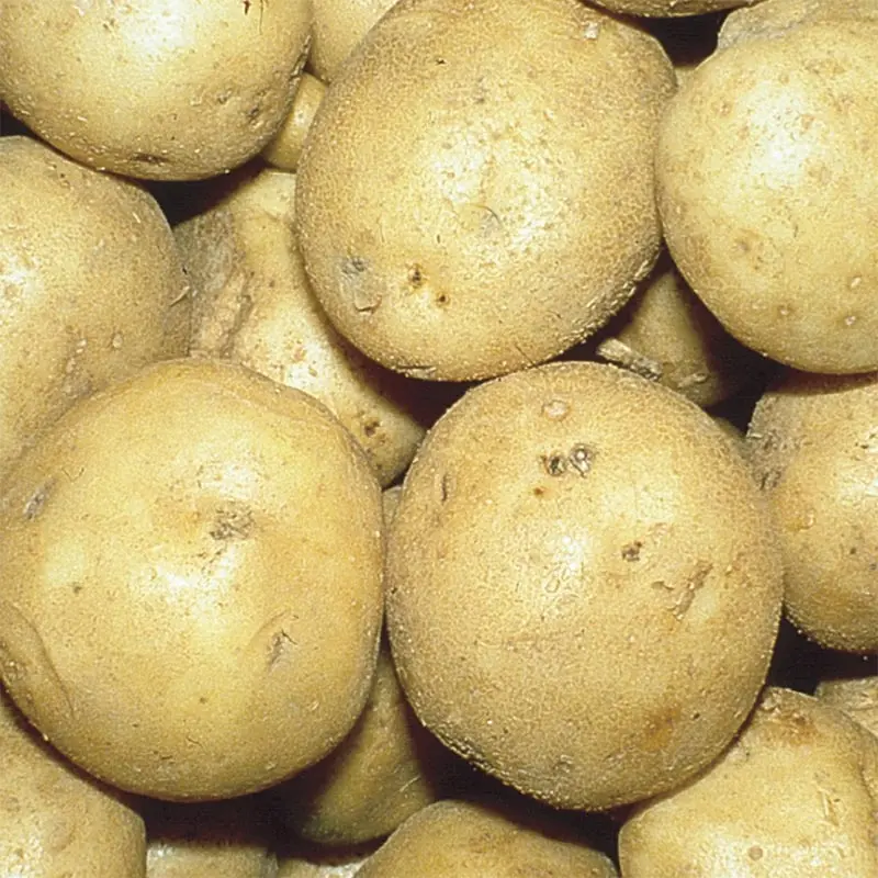 POTATO WHITE -1.jpg