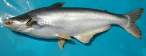 pangasius hypopthalmus.jpg