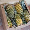 canned pineapple