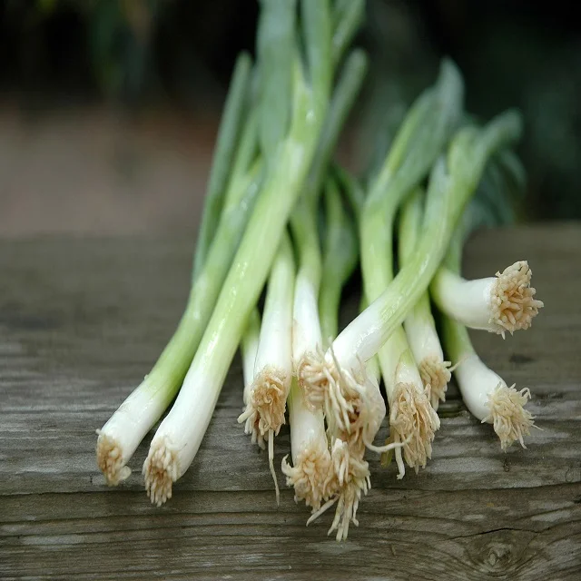 scallions - green onions - spring onion - fresh scallions