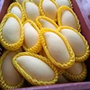 Thailand Fruit Premium Grade Fresh Nam Dok Mai Gold Honey Mango High in Vitamin C from Thailand