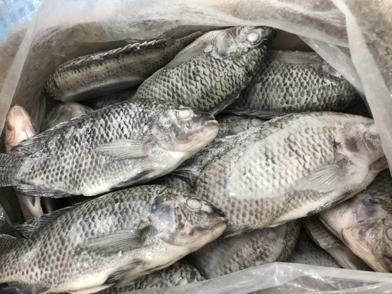 Vietnam Filete De Tilapia / Smoked Tilapia Wholesale For Tilapia Fish