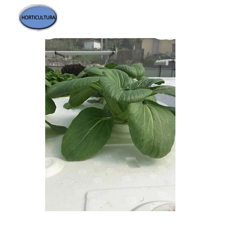 
Trusted Dealer of Home Used Healthy Plants H2HYBRID Hydroponic Systems for Wholesale Buyers 