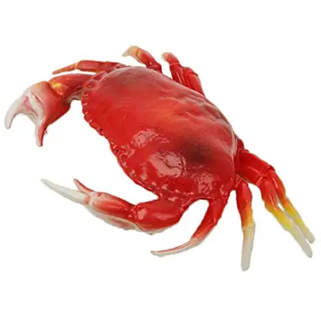 live mud crab whole round available