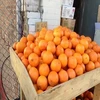 fresh mandarin orange citrus fruit for sale