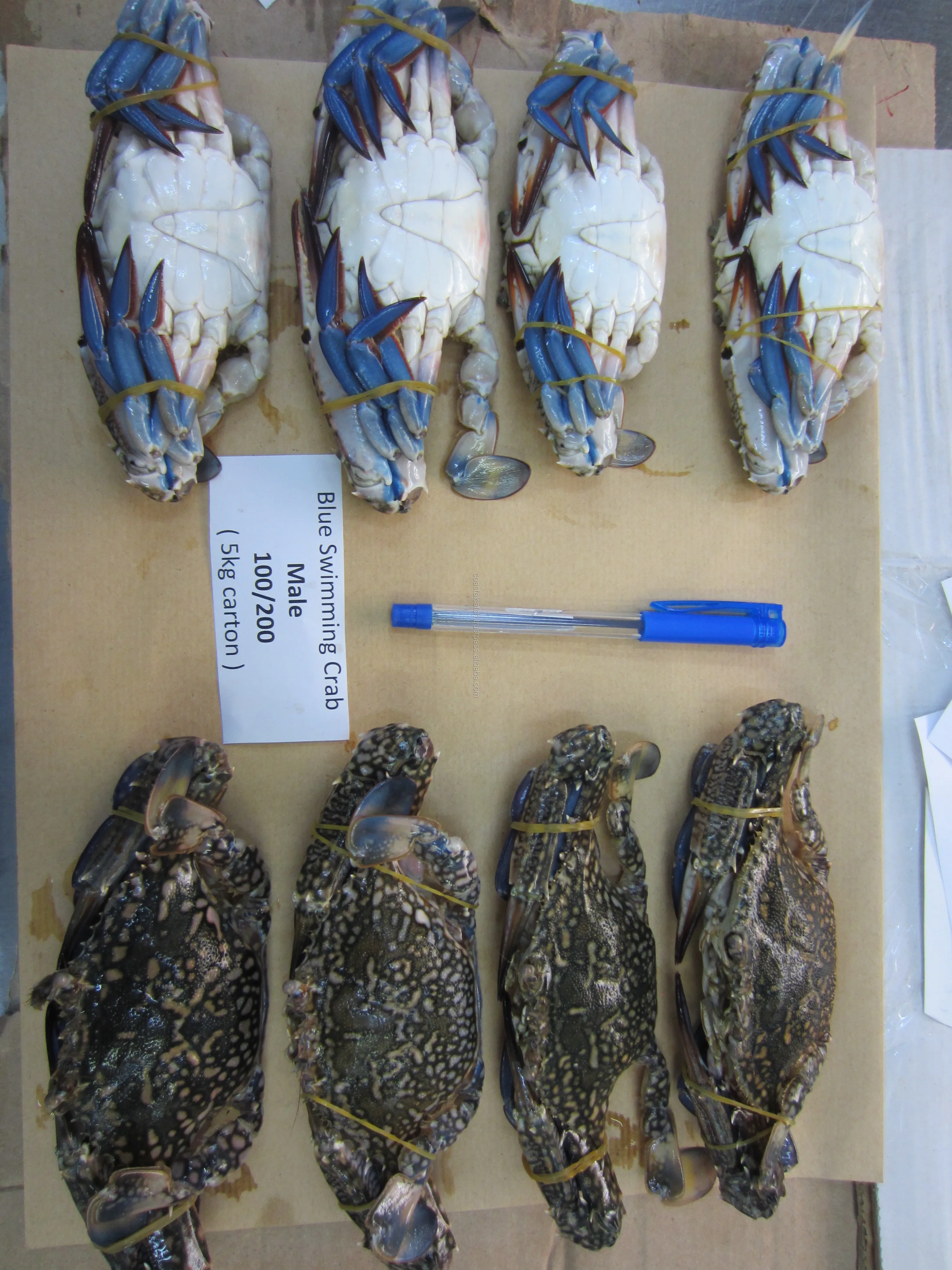 blue swimming crab 1.JPG