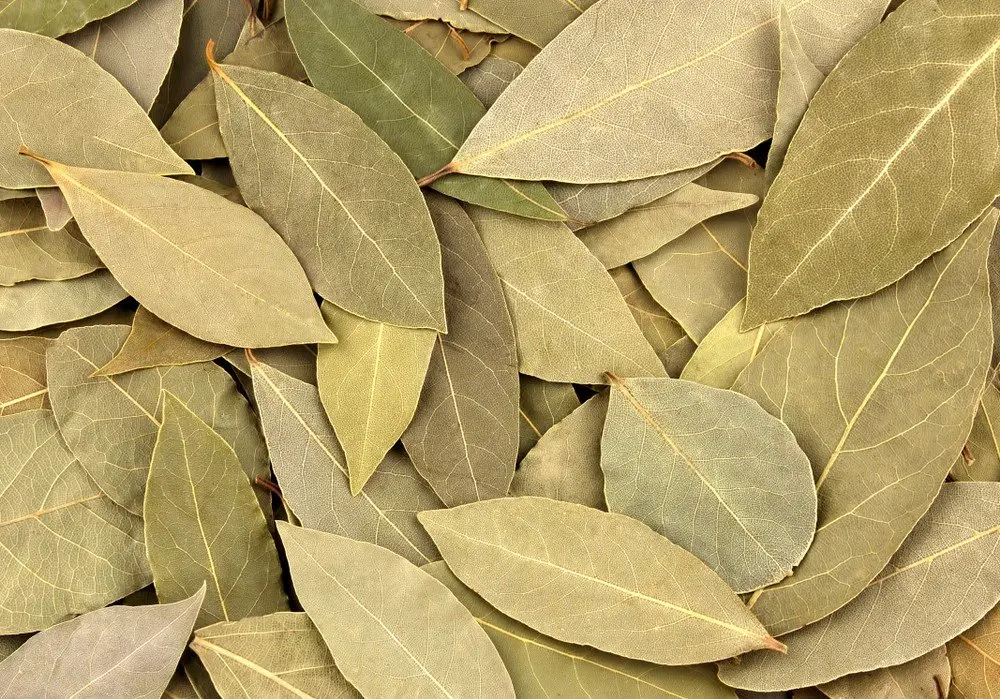 Laurel Bay Leaf Dry Dried Semi Selected Hand Selected Oil Buy Bay