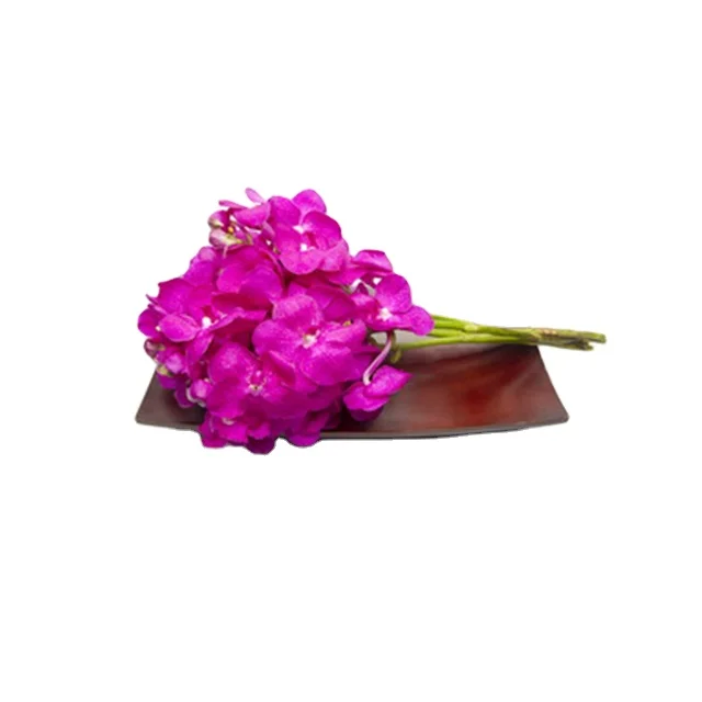 Dendrobium-orquídeas De Color Rosa,Flores Cortadas Frescas De Th;24,Orquídea  Tailandesa De Belleza Fría - Buy Las Orquídeas,Dendrobium,Fresco De La  Orquídea Product on Alibaba.com