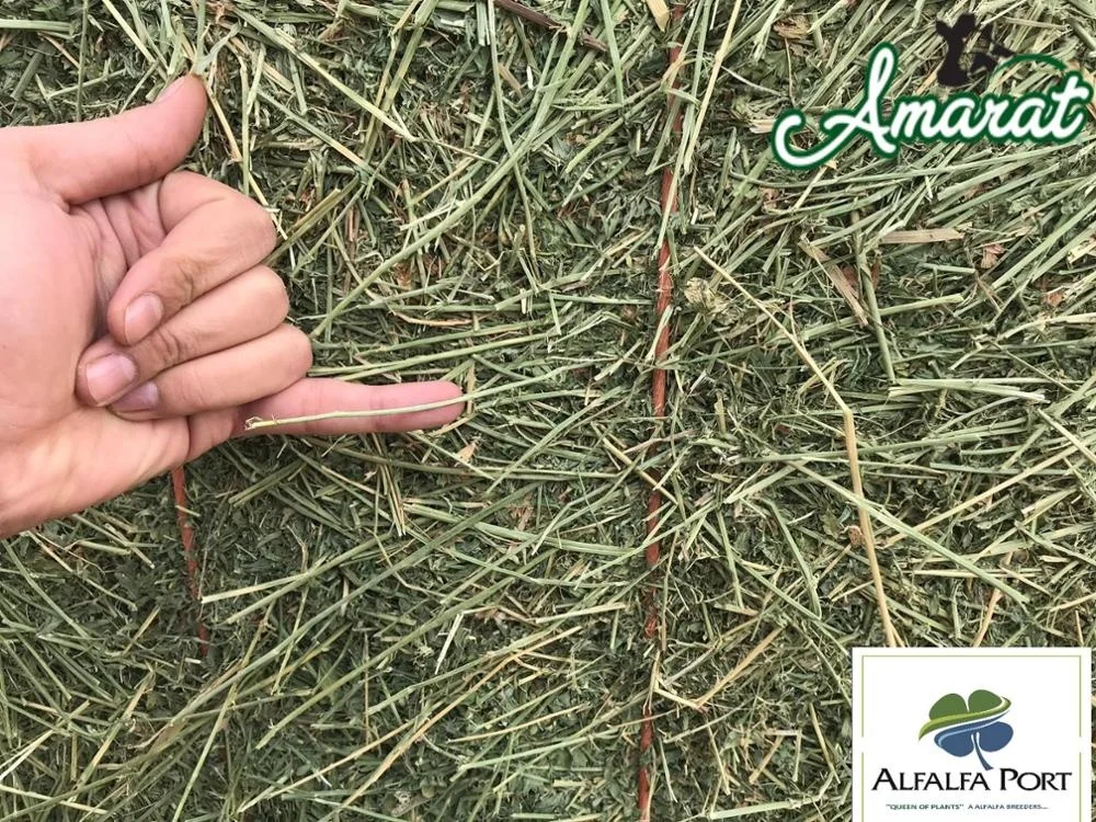 Premium Quality Clover.jpg