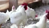 BRAZIL FROZEN CHICKEN GROUP