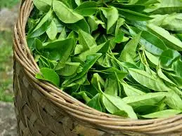 green tea.jpg