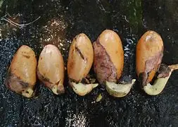 duria6.jpg