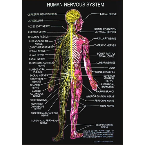 humna anatomy chart.jpg