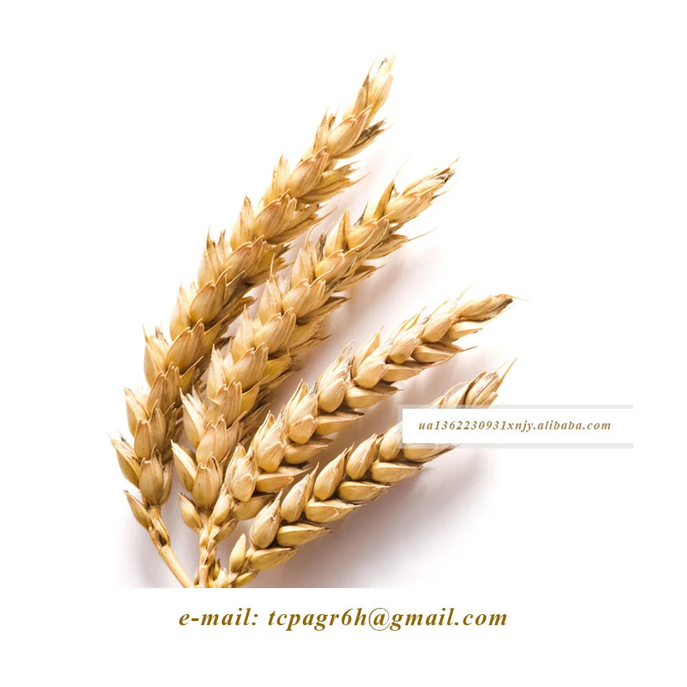 White wheat