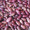 canned white kidney beans in tomato sauce