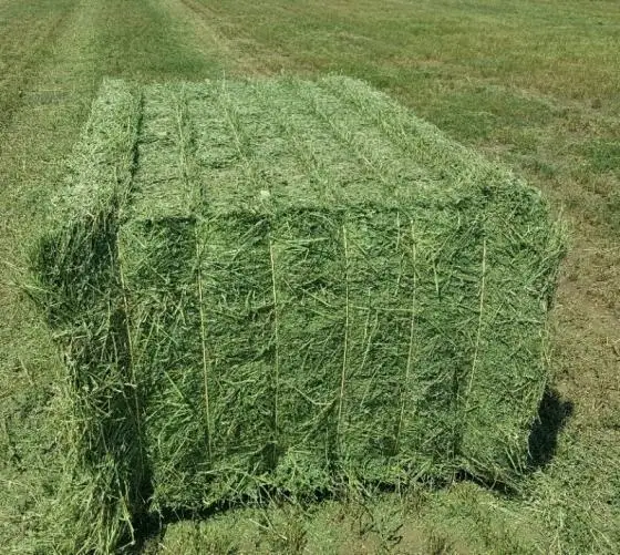 Alfalfa Hay Bales1999.jpg