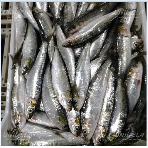 Sardine Fish 28.PNG