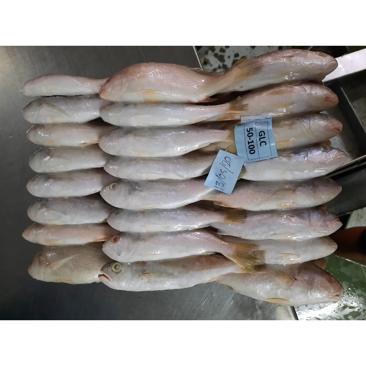 frozen slipper lobster premium product sand lobster