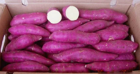 Fresh Sweet Potato in Viet Nam with high quality
