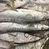 /product-detail/fresh-frozen-barracuda-fish-available-62014736644.html