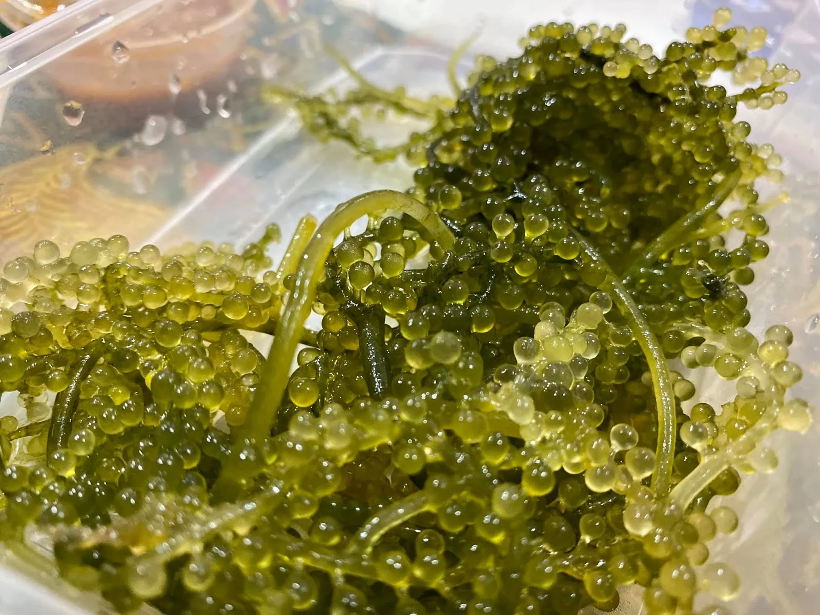 Dehydrated Sea Grapes Fresh Seaweed With Premium Quality For