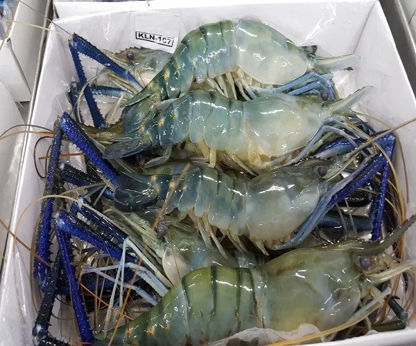 price of frozen live vannamei white shrimp