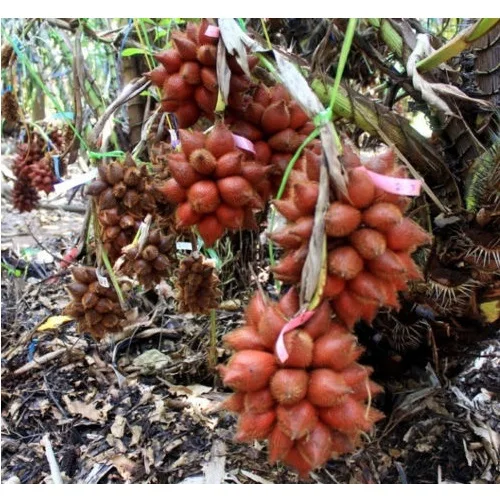 
100 % Organic Sweet and Sour Fresh Salak Fruit With Shelf Life 1 month From Thailand 