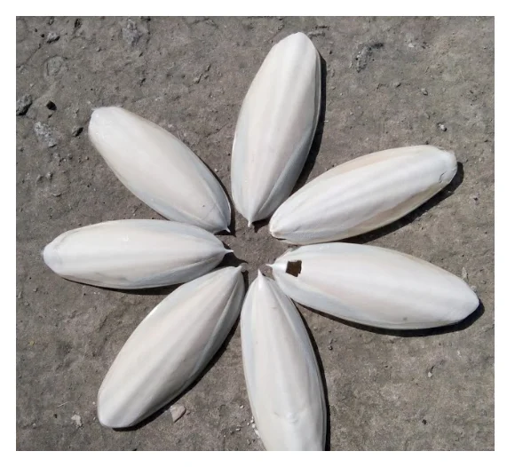 Wholesale Premium Dried Cuttlefish Bone High Quality Lowest Price 100 Organic Seafood Dried