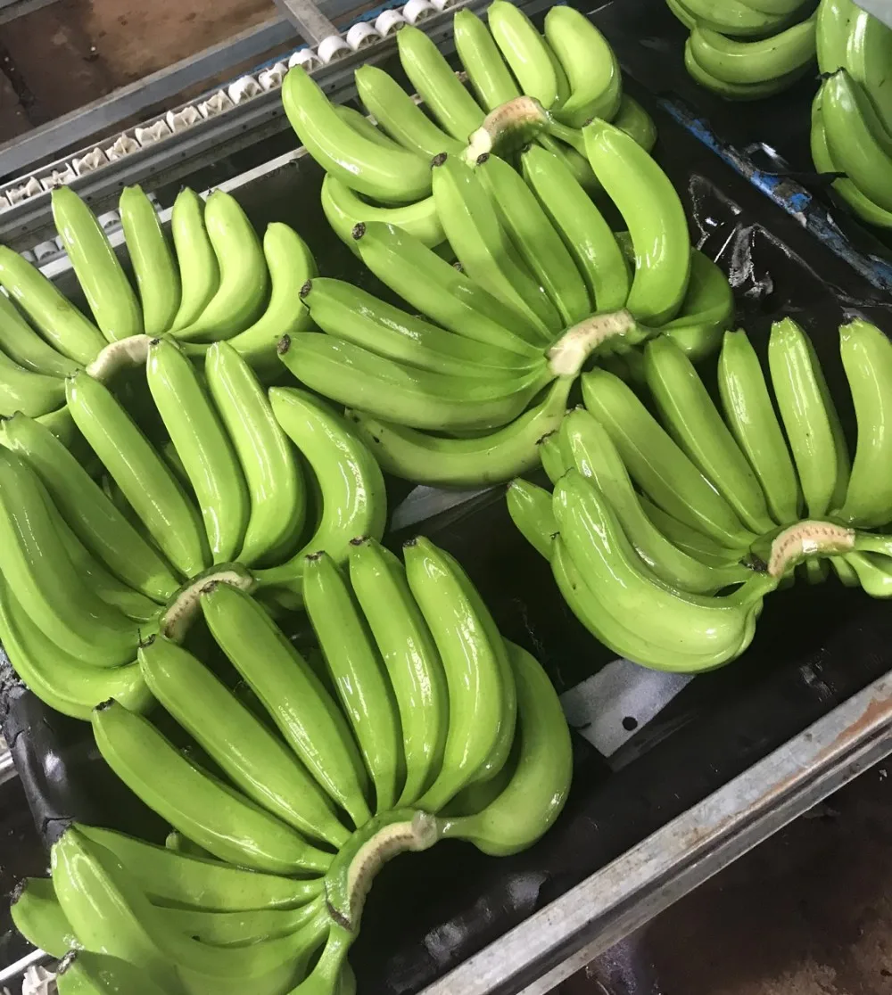 high quality and best price green cavendish banana