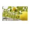 Fresh Yellow Melon From Vietnam 1-1,4 kg/fruit