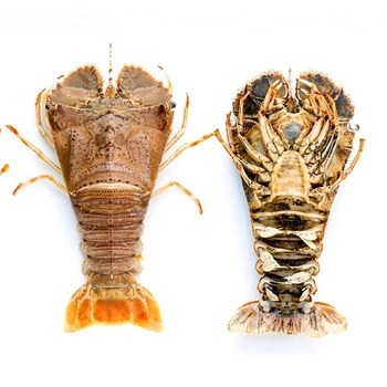 slipper lobster picture