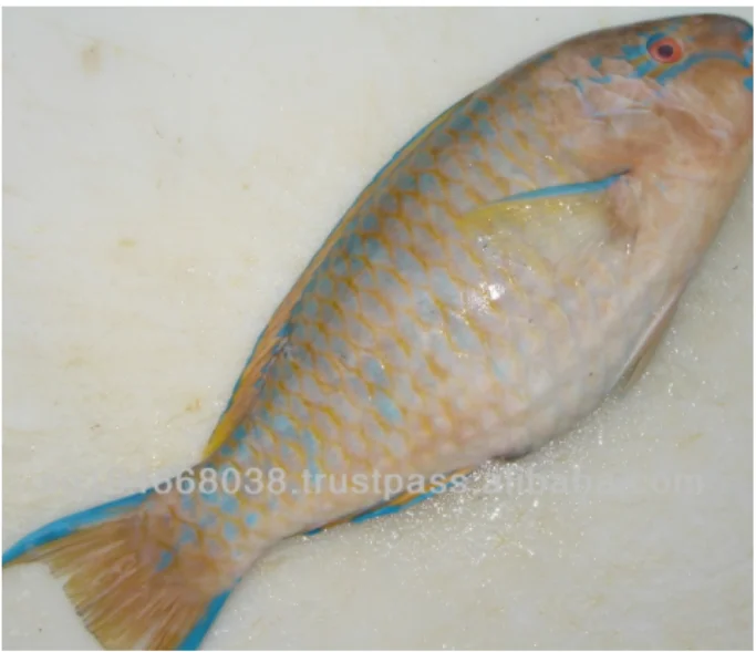 Wholesale Frozen Whole Body Parrot Fish Food Seafood Parrot Fish Food Seafood On Sale From Sri
